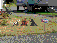 Animals at Country Star RV Park